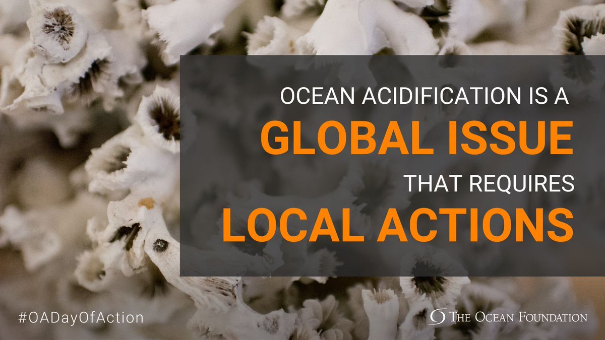 We can’t tackle #OceanAcidification without effective #policy. @oceanfdn’s Guidebook for Policymakers provides examples of existing #legislation and offers tools on how to draft new policies to meet local needs. Check it out #OADayofAction #SDG14 buff.ly/3ep990J