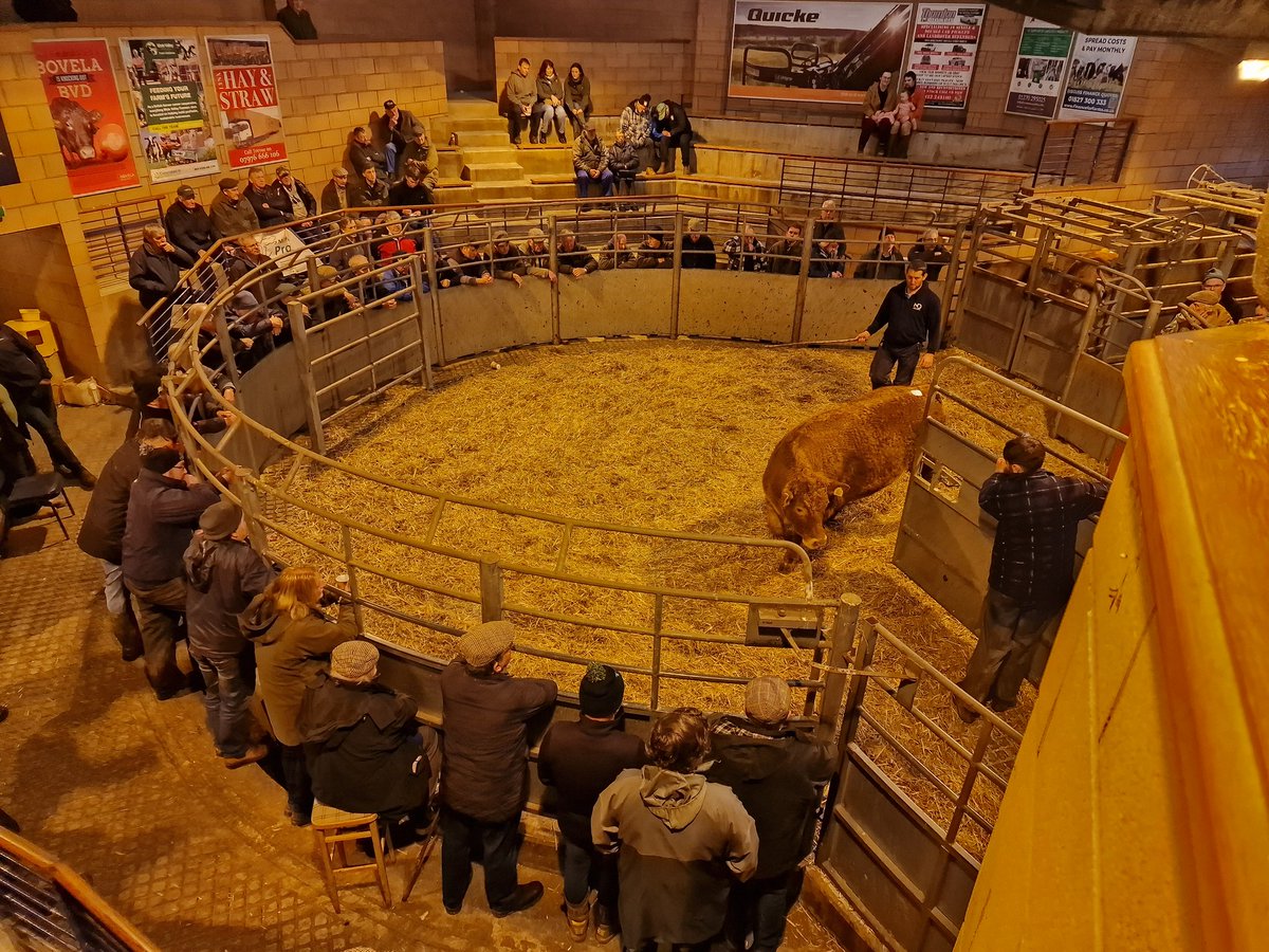 Tidy 16th month old Limousin x heifer leaving the ring @NockDeightonAg #Carmarthen Mart today at £1650