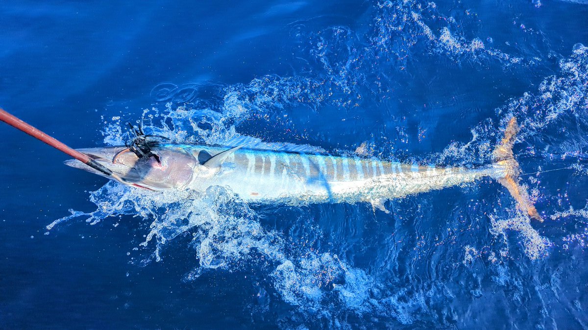FishingStatus's tweet image. Great shot of a lit up Wahoo off North Carolina. #fishing #wahoo #nicegaffshot