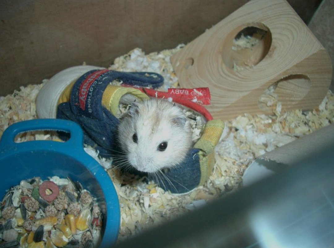 어릴때 키웠던 햄스터 노랑이
노랑이의 은신처는 내가 아가때 신었던 신발...