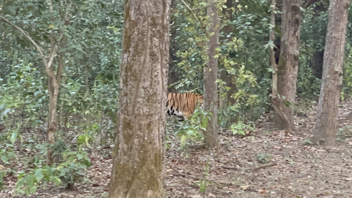 Kushan Mitra (@kushanmitra) on Twitter photo We saw T46 and his cubs at Kanha. Saw four of the big cats today in our vehicle <a href="/nandz/">little miss chatterbox</a> <a href="/realgauravsinha/">gaurav sinha</a> <a href="/aspibhathena/">Aspi Bhathena</a> <a href="/sharmisthaET/">Sharmistha Mukherjee</a> <a href="/joinsumit/">Sumit Chaturvedi</a> We saw T46 and his cubs at Kanha. Saw four of the big cats today in our vehicle <a href="/nandz/">little miss chatterbox</a> <a href="/realgauravsinha/">gaurav sinha</a> <a href="/aspibhathena/">Aspi Bhathena</a> <a href="/sharmisthaET/">Sharmistha Mukherjee</a> <a href="/joinsumit/">Sumit Chaturvedi</a>