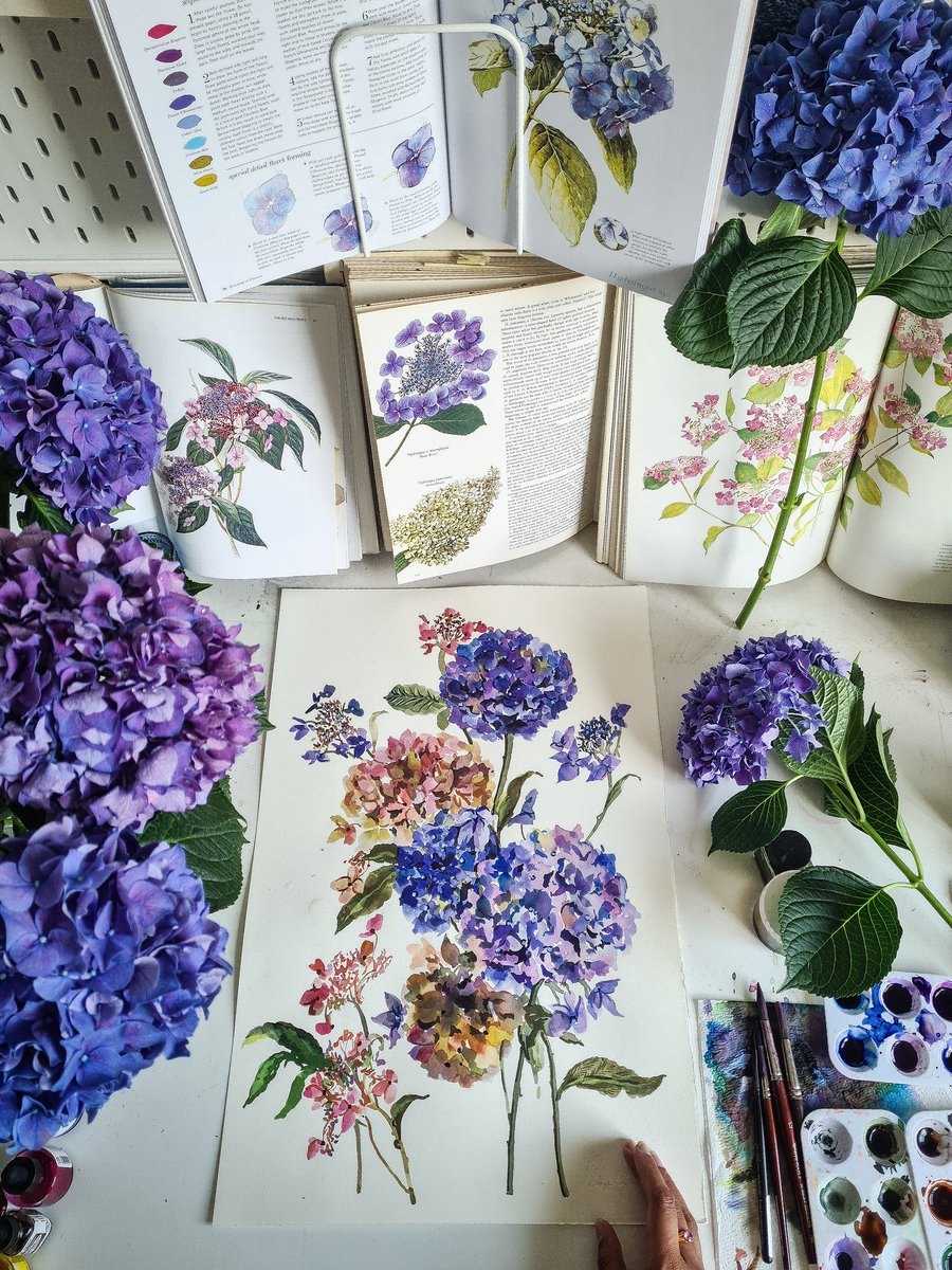 SafiyyahStudio's tweet photo. Who else loves this colour Hydrangeas? I have a thing for blue flowers. What’s your favourite blue flower? https://t.co/Z73TxwEQoP