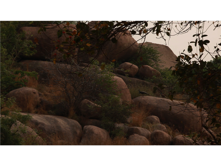 otherkohinoors's tweet photo. Our #film features #peacocks , favourite shot: the peacock calls and our lead male and female singers sing back:
Aun Aun Anna
Mubarak, humme Mubarak
Ghaar e Mubarak
Mubarak on our #NationalBirdDay
#otherkohinoors #Hyderabad #noplacelikehome #WhereYouFeelAtHome #khajaguda https://t.co/jopTeuBeae