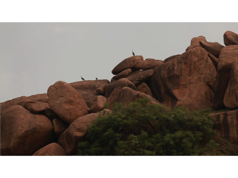 otherkohinoors's tweet photo. Our #film features #peacocks , favourite shot: the peacock calls and our lead male and female singers sing back:
Aun Aun Anna
Mubarak, humme Mubarak
Ghaar e Mubarak
Mubarak on our #NationalBirdDay
#otherkohinoors #Hyderabad #noplacelikehome #WhereYouFeelAtHome #khajaguda https://t.co/jopTeuBeae