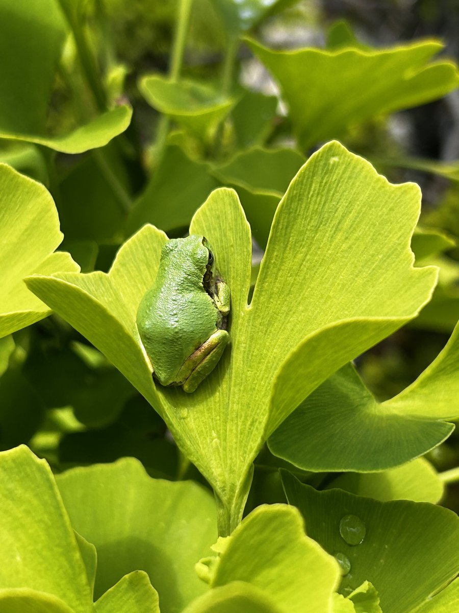 Japanese “SPACE” tree frog - hyla japonica ( the space it’s silent ) Cosmonaut and Cold resistance at temperatures as low s - 30 C ( -22 F )and keep this up u- to 120 days.