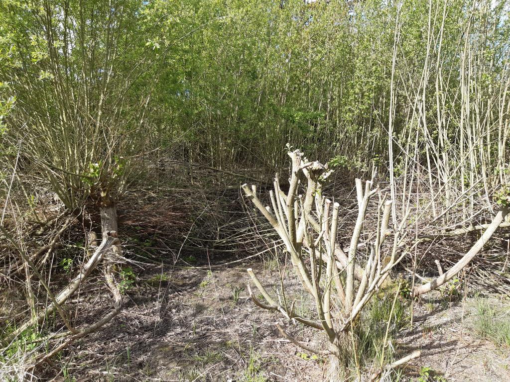 CJBridge's tweet image. It's on days with persistent heavy rainfall and strong winds (the last 2 days) plus I'm working from home now, I cast my mind back to the huge importance of winter scrub management &amp;gt; Spring 2023 &amp;gt; net lanes looking awesome and last year we had a breeding attempt by nightingale!