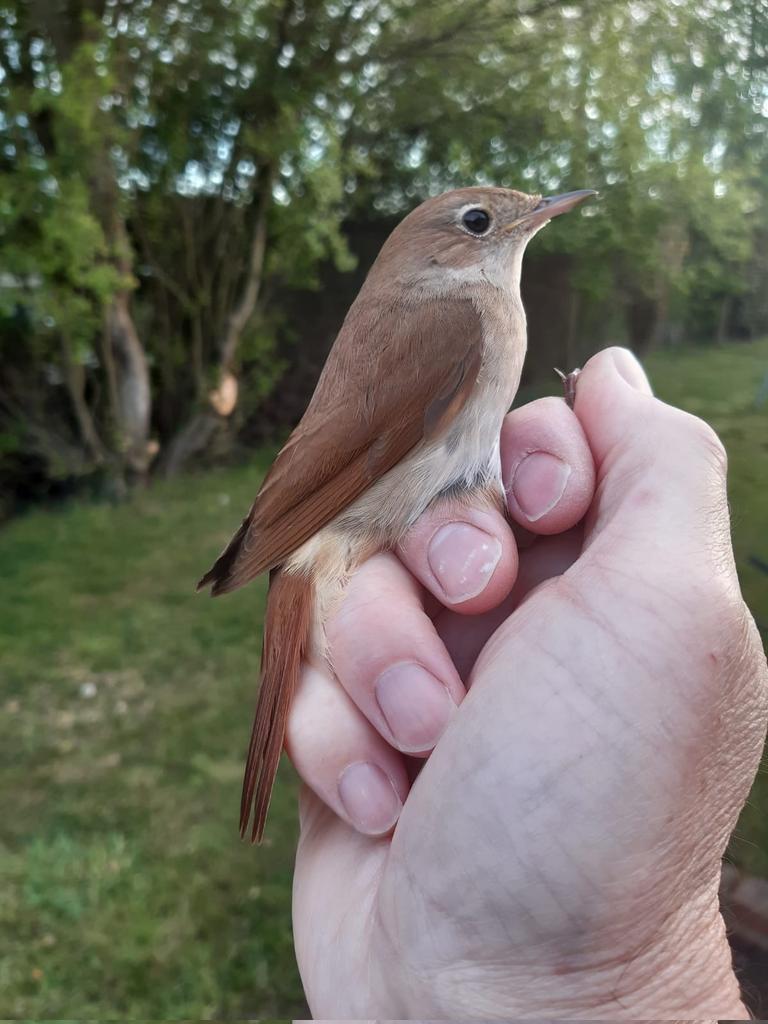 CJBridge's tweet image. It's on days with persistent heavy rainfall and strong winds (the last 2 days) plus I'm working from home now, I cast my mind back to the huge importance of winter scrub management &amp;gt; Spring 2023 &amp;gt; net lanes looking awesome and last year we had a breeding attempt by nightingale!