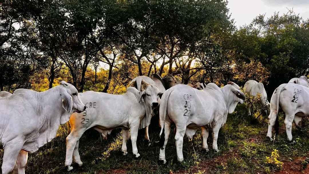 🌹🐃🤠🐑TheGhostOfTheMakgadikgadi🌍🍻🔥🔌 (@richpelotona) on Twitter photo 