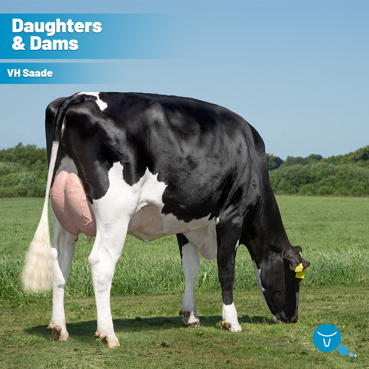 This lovely cow is a VH Saade daughter from Bjarne Vestergaard Hansen in Spjald, Denmark 🇩🇰 🐄 In her first 0.7 years in production, she has produced 10,600 kg of milk with 3.30% fat and 3.56% protein on average.

See VH Saade’s profile here: okt.to/f2cq7N
