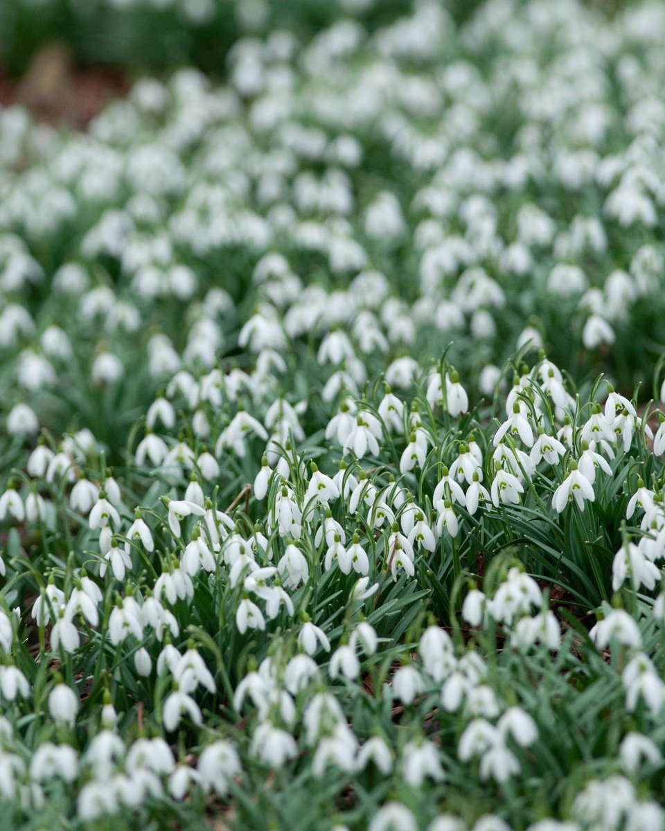 🌼 #Snowdrops are a welcome sight and a cheerful reminder of warmer, brighter days to come during winter⁠. ❄️ They generally flower from January to March, but in warmer winters they can be spotted in December. 👉 Learn more: bit.ly/47U60Bf