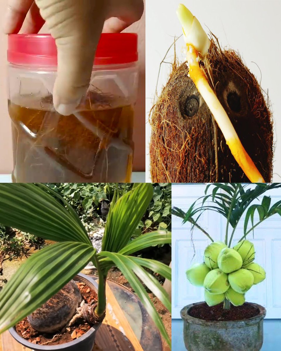 gardenandplants's tweet photo. Homegrown Coconut Palms: Growing From Seed Made Easy! 🌴🏡 Discover our comprehensive guide in the first comment below and embark on your coconut palm journey! 💬📖 #CoconutPalmGrowing #DIYGardening #HomegrownTrees #SeedtoTree https://t.co/nu2QMK6Cxi