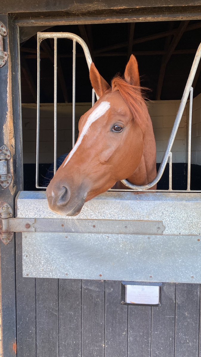 #Revolución runs <a href="/WolvesRaces/">Wolverhampton Races</a> this evening, reunited with top jockey <a href="/Rossaryan15/">Rossa Ryan</a> and stepping up to 7f. Here’s hoping to a very happy start to the new year for our members 🤞🏼🤞🏼 🟣⚪️