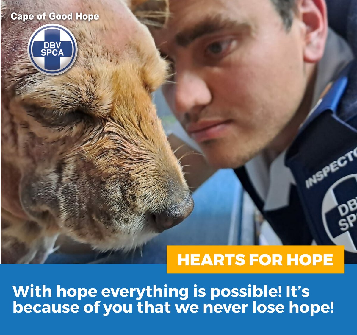 capespca's tweet photo. 🌈 The Cape of Good Hope SPCA relies on YOU! Over 80% of our funding comes from compassionate hearts like yours, not government support.🙏

Here’s how you can make a difference 👇
https://t.co/GxpSTfg9Ms

#HeartsForHope #AnimalWelfare #AnimalRescue  #Donations #CapeSCPA #CapeTown https://t.co/fnDe6xOLZ6