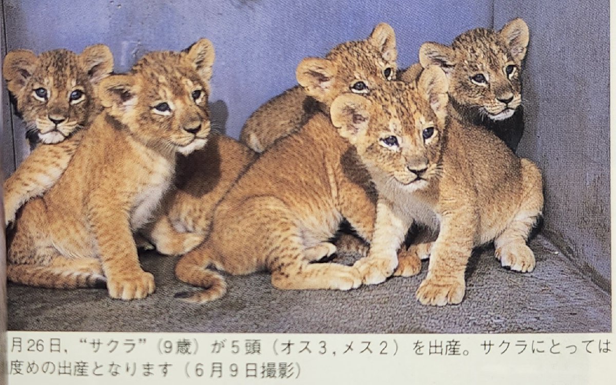 かりのけいこ : ライオンのかぞく Amazon.co.jp: かりのけいこ (絵本アフリカのどうぶつたち 第 1集