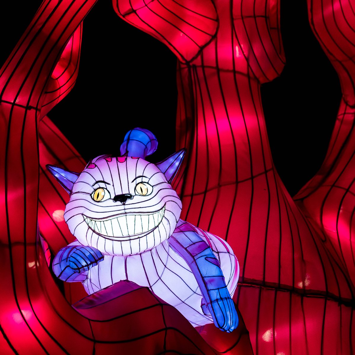 Longleat tweet media