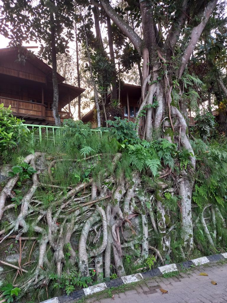 erkoes's tweet photo. Embrace the nature... https://t.co/jiBvQACnET