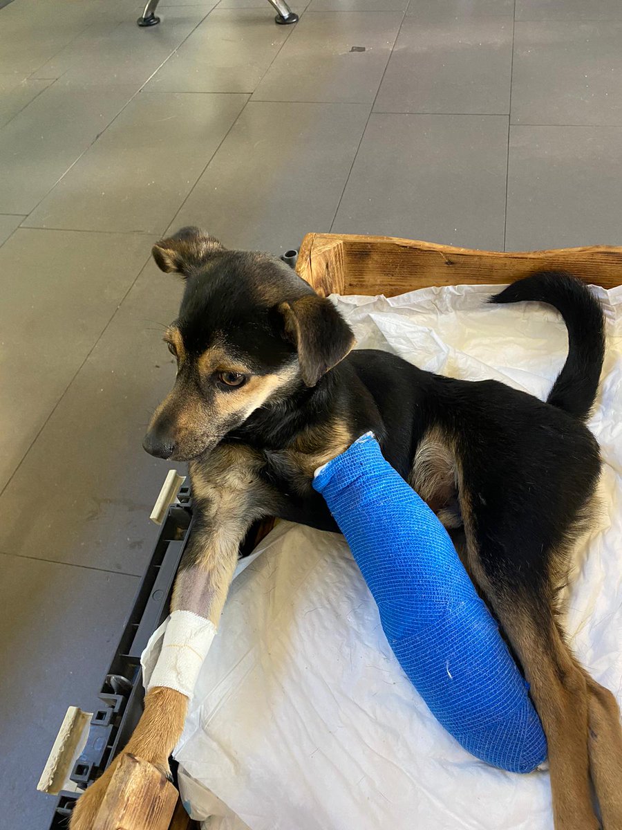 ayudaaanimales2's tweet photo. Berto ya está en la clínica vamos a mandarle muchas fuerzas💪
Os dejo también el presupuesto tengo de momento solo esa foto he pedido una mejor, cuando salga de quirófano os cuento❤️‍🩹
Cualquier ayuda:
Bizum al 685632542 
https://t.co/2vKA6ininF 
Concepto Berto gracias ❤️‍🩹 RT https://t.co/nKwzQU2aLf