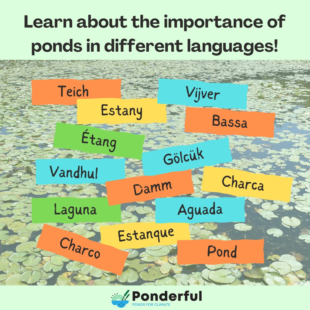 ponds4climate's tweet photo. You can now watch the #PONDERFUL animation video on the importance of ponds in all languages of the consortium! 

Check our videos in Catalan, French, Danish, Dutch, German, Spanish, Swedish, Portuguese and Turkish on our YouTube channel: https://t.co/9LIdjcYftE https://t.co/WHnem1ZMTu