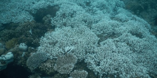 wiomsa's tweet photo. Join the upcoming webinar on preparing, monitoring and responding to coral bleaching in the Western Indian Ocean (WIO) organised by The Reef Resilience Network, with support of NOAA’s Coral Reef Conservation Program and The Nature Conservancy. 🌊🪸 https://t.co/Uih2kxPFsz