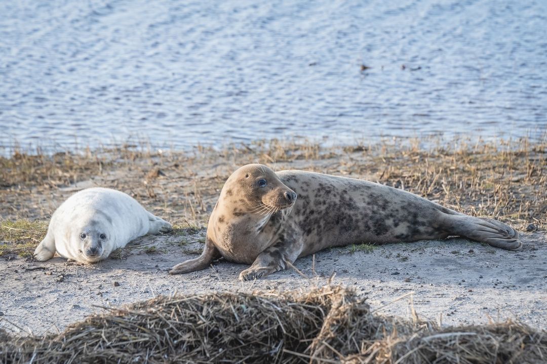 Het blijft bijzonder om een zeehondenpup met moeder te spotten. 💙

𝗟𝗲𝘁 𝗼𝗽!
- Een zeehond op het land heeft rust nodig
- Houd minstens 30 meter afstand
- Houd honden aan de lijn

📷 kerstinbittner_fotografie