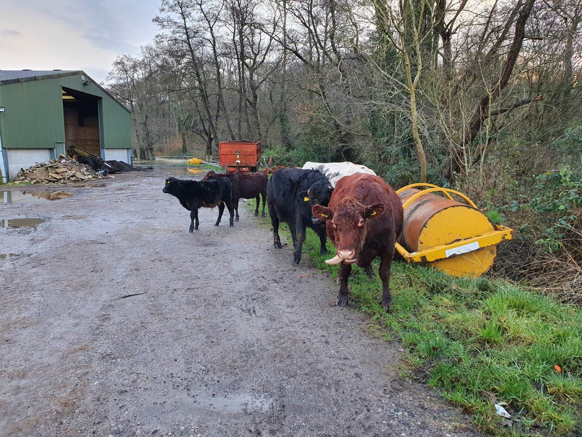 Although the rain may have stopped for a while please be mindful of continued flooding and loose farm animals. This morning, already we had both together in #Scayneshill safely returned to farm. @sussex_police @SussexPCC @SussexRuralCops @SussexTW #WM1Rural #PCSO20088 #PCSO35967