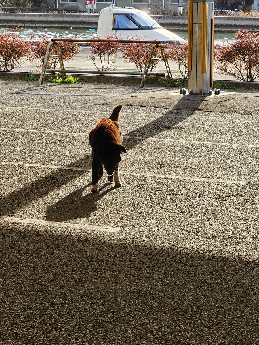 石川県の穴水あすなろ広場で迷い犬います！ とても人懐こく首輪の後があるので飼い犬だと思います！ 飼主さんが探してるかもなので拡散お願いします！ #迷い犬 #犬のいる生活 #犬のいる幸せ