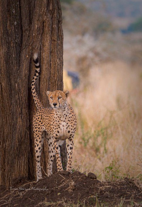 Is Kidepo Valley National Park on your bucket list if not please add it before it’s late for you. 🐆 the park is located in the northern corner of Uganda in east Africa Book your trips ☎256751482333 🌐Kaseketours.com 📩Kaseketours@gmail.com #Cheetah #kaseketours