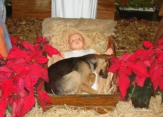 AdeaClaude's tweet photo. Un chien abandonné cherchait une place confortable pour dormir. Il a choisi une crèche dans une église. Personne n'a eu le coeur de le chasser, donc il y a passé la nuit.
Il a été adopté, cela se passe au Canada❤❤❤ https://t.co/EwcqHRIGbN
