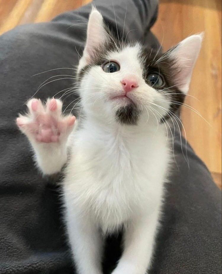 ShouldHaveCat's tweet photo. He comes in peace https://t.co/4sDGAgeprH
