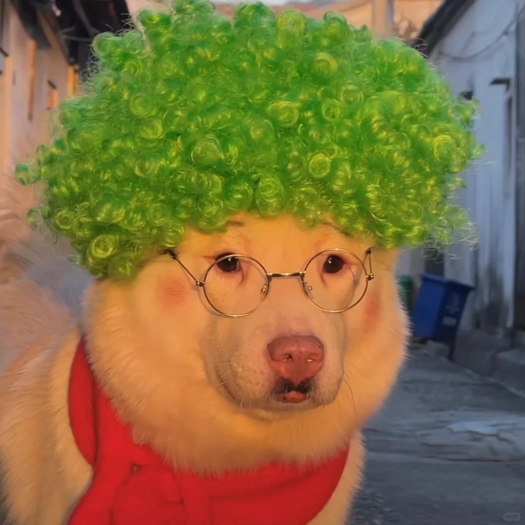 PetsFunny20860's tweet photo. #pets #犬がいる生活 #funniest #animal #dog #犬好きさんと繋がりたい #Samoye https://t.co/w52oEo5icC