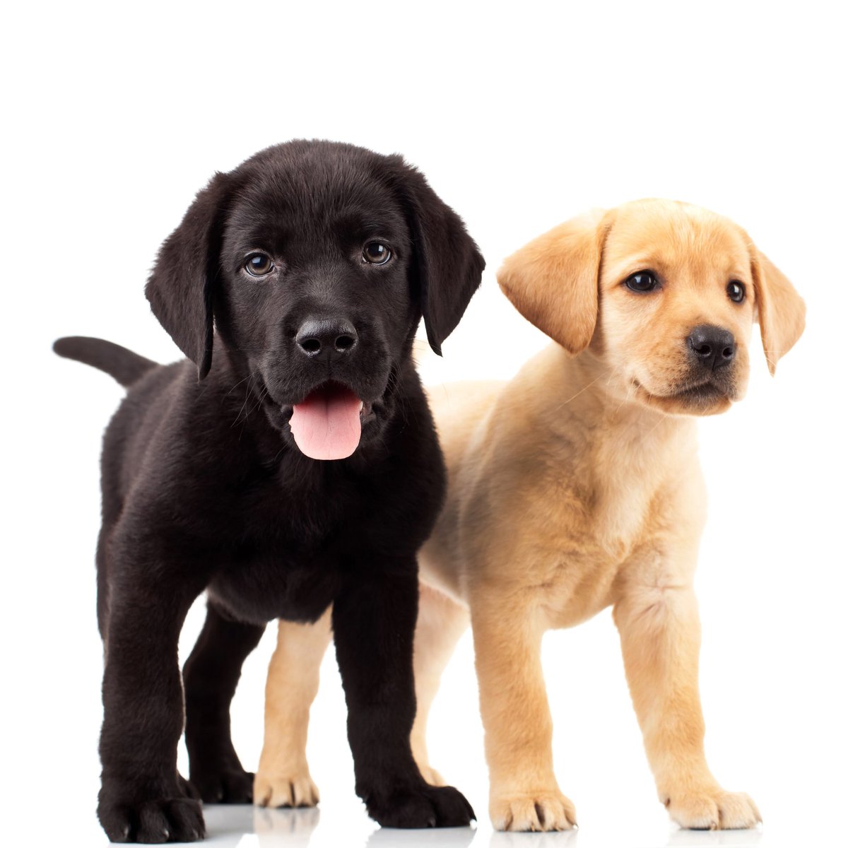 vjcwelsh's tweet image. Little Learners six-week puppy training courses - the next course with available spaces for pups aged under 24 weeks is on Sunday, 3rd March 2024, at 11 am at Lanchester Community Centre #COUNTYDURHAM #DURHAM #lanchester