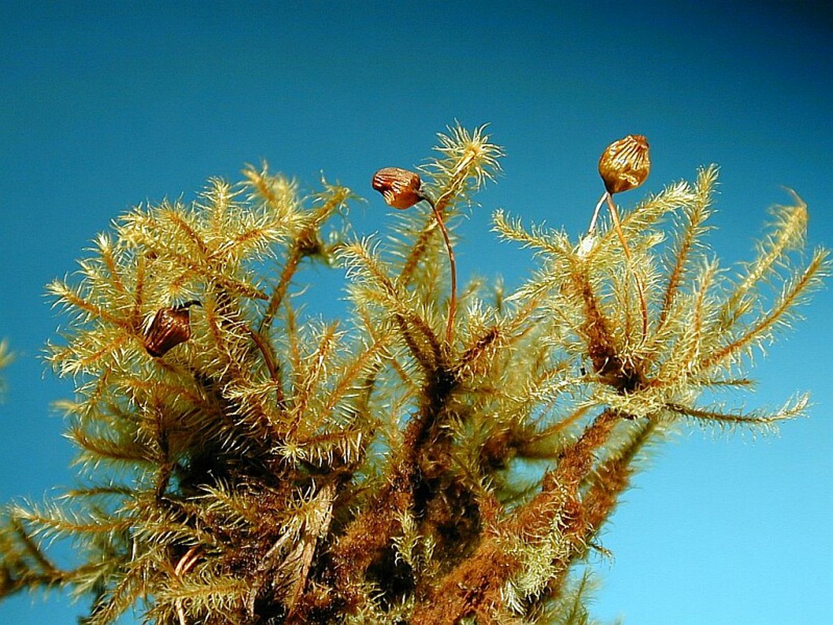 Breutelia brittoniae Ren. Card.
Venezuela, Andes, Merida, Laguna Coromoto, on humid slope near lake, 3300 m, leg. 16.03.2001