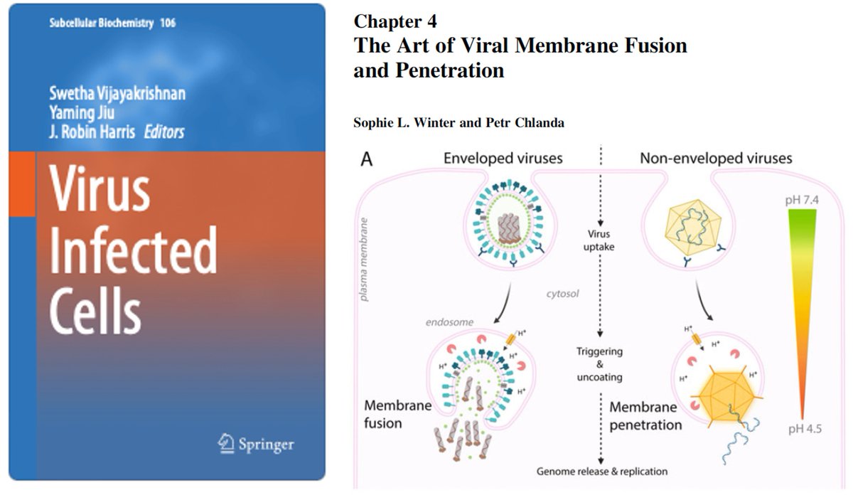 The book 'Virus Infected Cells' edited by @SwethaVijayakr1, Yaming Jiu and Robin Harris is out! Thank you for letting us (@SophieLiWi) contribute . There are many nice chapters including cryo-ET and soft-X-ray! Happy to share it privately upon request. link.springer.com/book/10.1007/9…