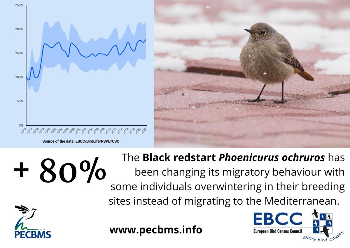 👍Black Redstart´s numbers are moderately increasing in Europe. It has been changing its migratory behaviour in recent years, with some individuals overwintering in their breeding sites instead of migrating to the Mediterranean. pecbms.info/trends-and-ind…