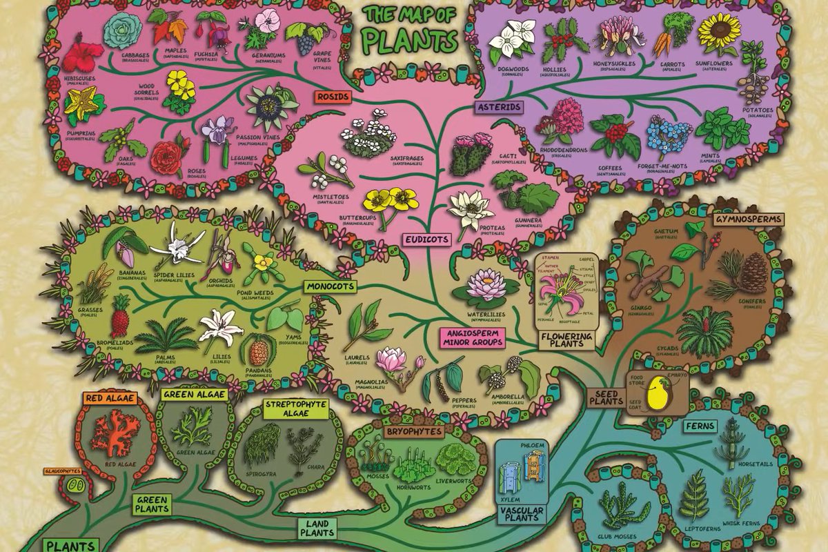 We loved working with @DominicWalliman from Domain of Science! He has told the story of plant evolution through this gorgeous map 🗺️👇 Check out the full film for some evolutionary history and surprise twists: 📽️ youtube.com/watch?v=ONVpFt…