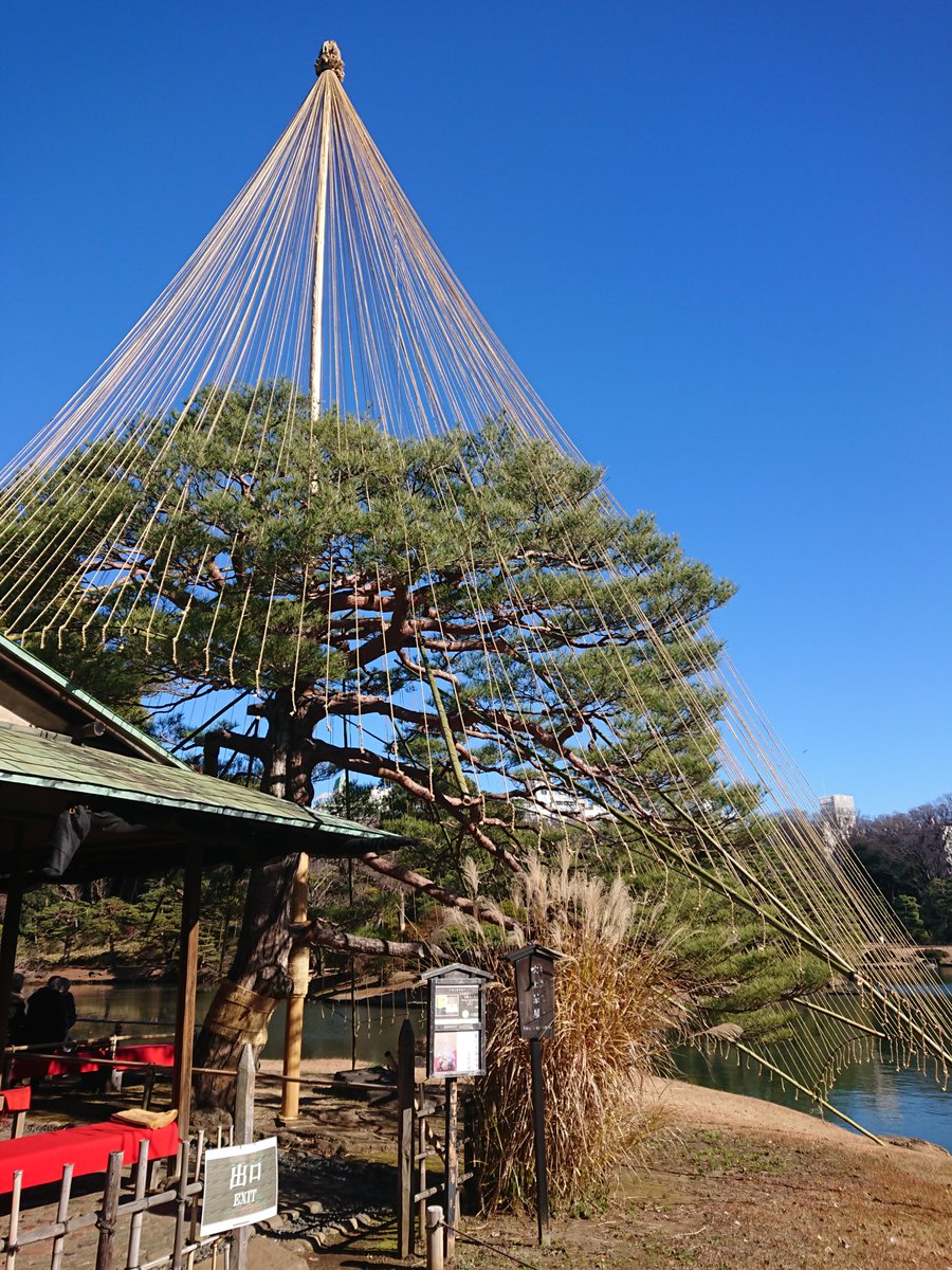 mysterysnack1's tweet photo. 雪吊り【#Yukitsuri】
It is a #JapaneseGarden technique that prevents branches from breaking due to the weight of snow.
Tokyo doesn't get much snow, so usually take methods different from famous garden "Kenrokuen" located in a heavy snowfall area.
#PineTree #Rikugien https://t.co/AdeOrbNzqT