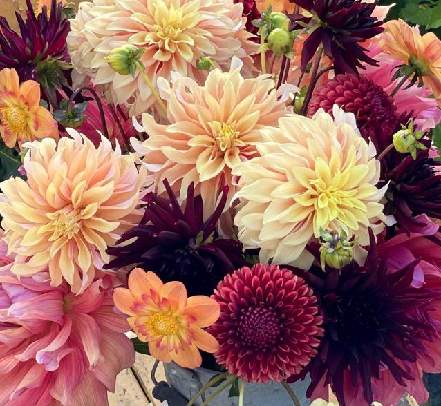 For the first #FlowersOnFriday of 2024 these are some of the #dahlias I’ll be growing this summer, several new ones for me: Tyrell, Kelsie Annie Joy & Black Narcissus plus some old favourites: Penhill Dark Monarch & Copperboy! It’s going to be a good year! (not my photo)