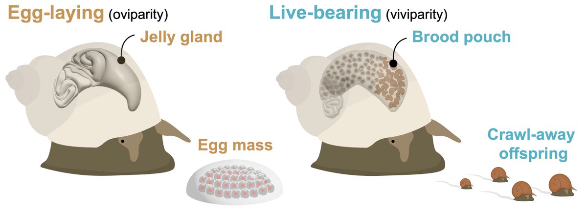 Check out new paper on the evolution of a complex trait - the transition from egg-laying to live-bearing in Littorina snails! Led by <a href="/speci8_mate/">Sean Stankowski</a> and a fantastic team I was lucky enough to be a part of. Out now in <a href="/ScienceMagazine/">Science Magazine</a> science.org/doi/10.1126/sc…