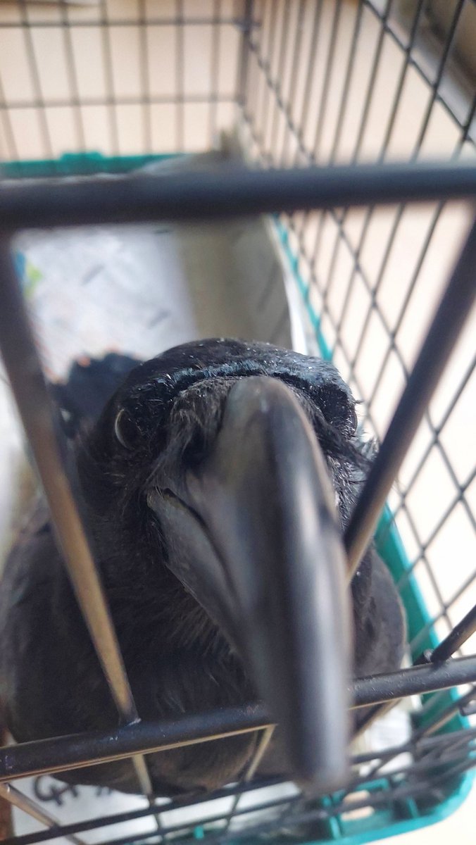 GPtao221's tweet image. 大の仲良しのなおちゃんと開幕戦から大爆笑しながら走るのが、僕の頑張れる原動力なんだ🔥💪笑だからがんばる!!もっと頑張る(ง •̀_•́)ง #今日のきなこ