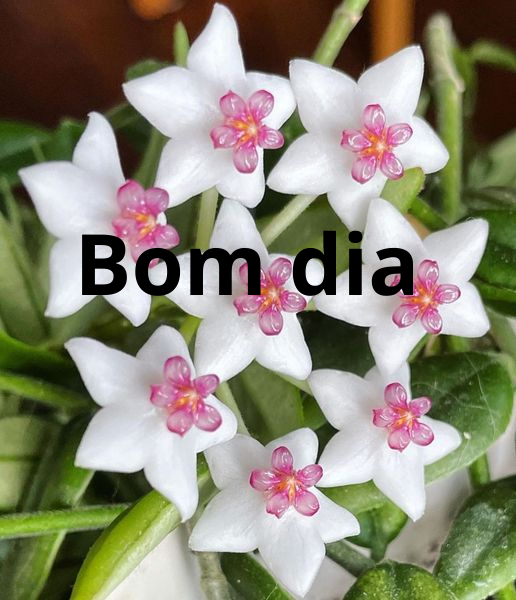 Rodrigo Venancio (@rodrigoven35381) on Twitter photo 