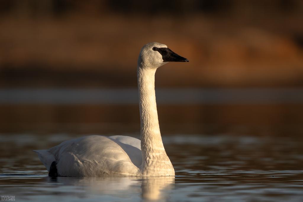 A Trumpeter Swan portrait in the evening light. 

#fbpc_birds #fbpc_wildlife #freshbreezeclub #wonderfularkansas #thenaturalstate #heberspringsarkansas #trumpeterswan #swan #sonyalpha