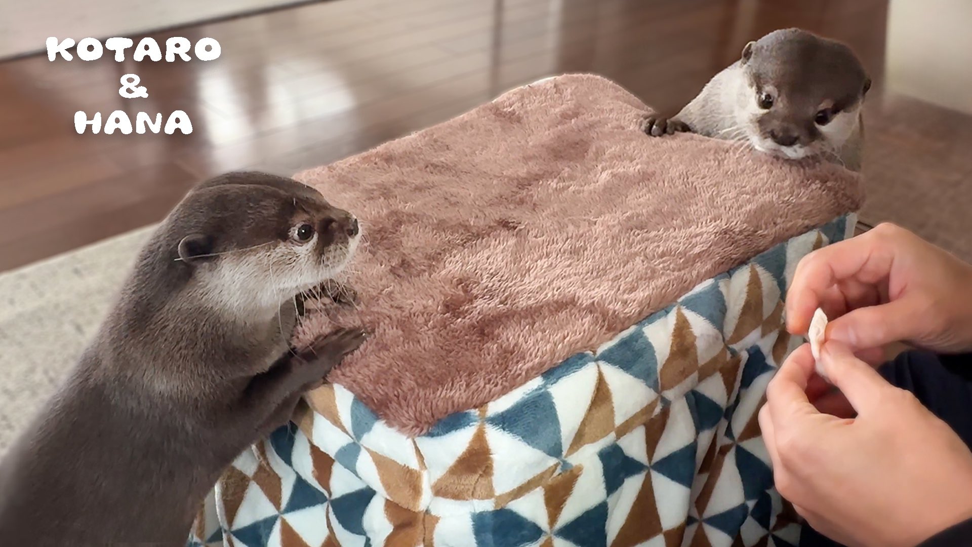カワウソ コタロー&ハナ Otter Kotaro&Hana on X: 