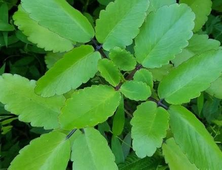 HerbalistChief's tweet photo. Miracle plant (taameawu, abamoda) cures  

🌿Epilepsy
🌿Kidney stones
🌿Boils
🌿UTI
🌿Candidiasis 
🌿Hypertension 
🌿Asthma
🌿Heart burns
🌿Epilepsy 
🌿Diabetes
🌿Feet swelling (pitting oedema)

Chew two matured leaves twice daily till symptoms stop. Nature heals. 

#BackToEden https://t.co/TYXDFrs02L