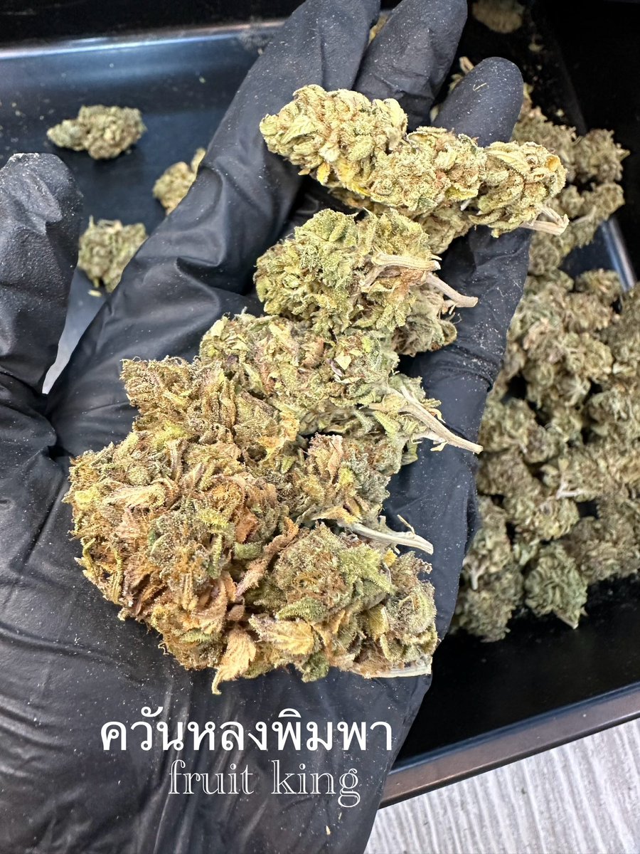 sunisarakdaeng1's tweet photo. งานเข้าใหม่ กลิ่นลั่นๆ หอมทะลุจอ🤮
ชนมือบางปะกงฉะเชิงเทรา สมุทรปราการ
ขีด ยกโล จัดมาครับ ราคาหน้าฟาร์มไม่ผ่านคนกลาง☘️🎋
#กัญชากทม #กัญชากรุงเทพ #กัญชา #กัญชาฉะเชิงเทรา #กัญชาเชียงใหม่ #กัญชาสมุทรปราการ #weed https://t.co/hkPnOPpZrr