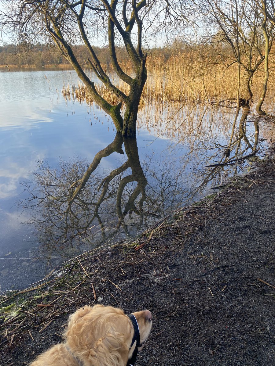 HelenDuffay's tweet photo. Beautiful January mornings @ LoughgallCountryPark https://t.co/e7lwAxFGx1