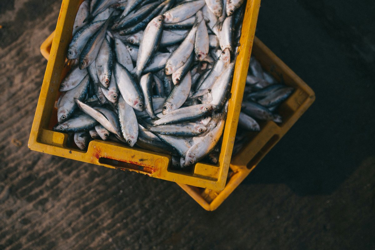 Sea2seeProject's tweet photo. Lack of #seafood knowledge among European consumers is quite common. It brings into existence misconceptions, affecting food preferences. 

@Sea2seeProject is fostering a shift towards informed choices regarding #foodconsumption debunking common myths. 
👉https://t.co/s5MUhDieZd https://t.co/9qgrJpgz3R