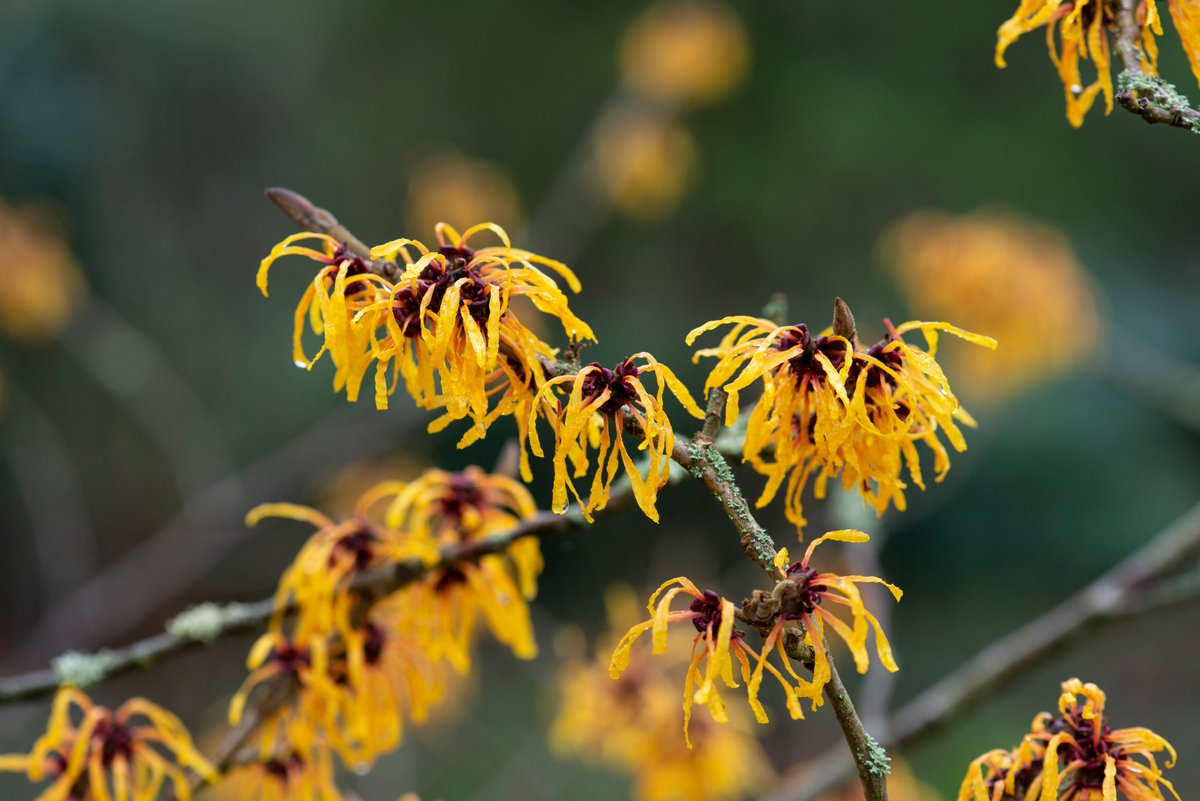 Discover the must-see areas of RHS Garden Wisley to visit this month, with plants such as witch hazels (Hamamelis) at their best now. What’s looking good: rhs.org.uk/gardens/wisley…