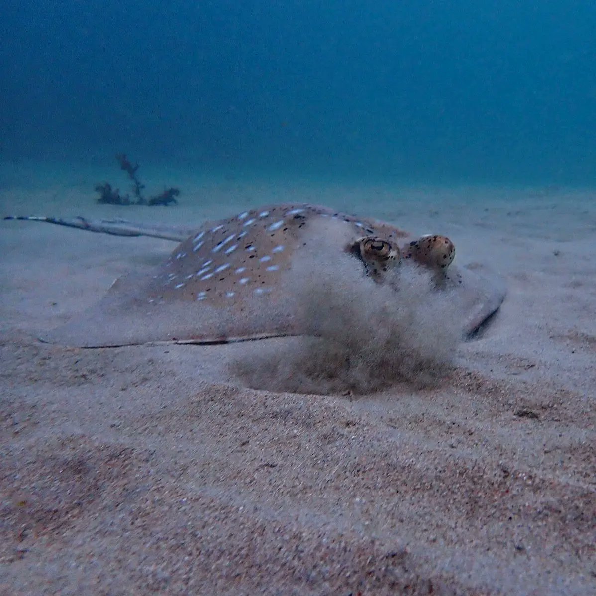 A male Coral Sea mask ray (the same male in the last post) resting in the sand, and a well-known resident female digging for her dinner.

#coralseamaskray
#neotrygontrigonoides
#Yunbenun
#stingray
#ray