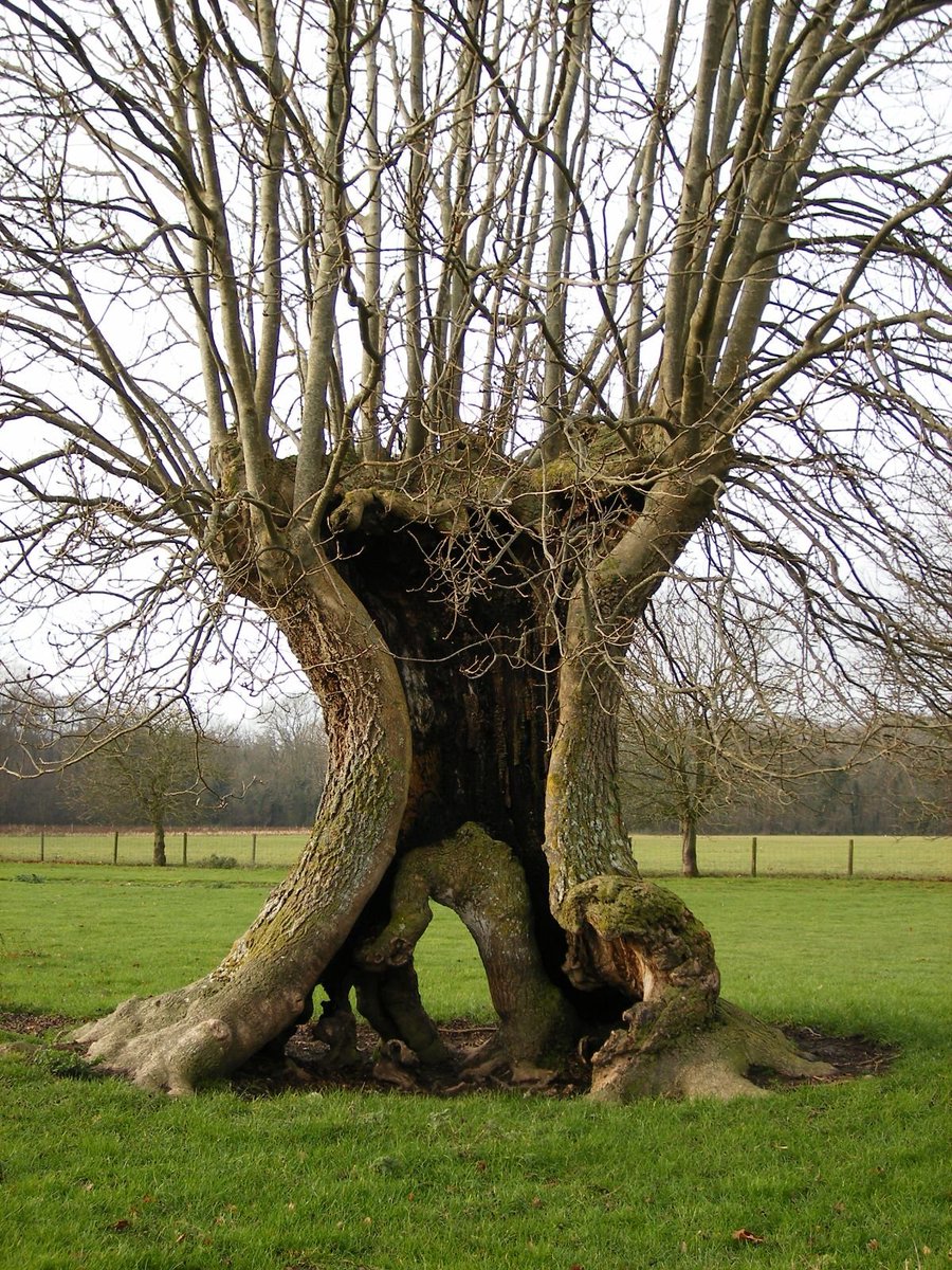 An ancient ash pollard still actively managed at Westwell- Kent.
📷 Owen Johnson