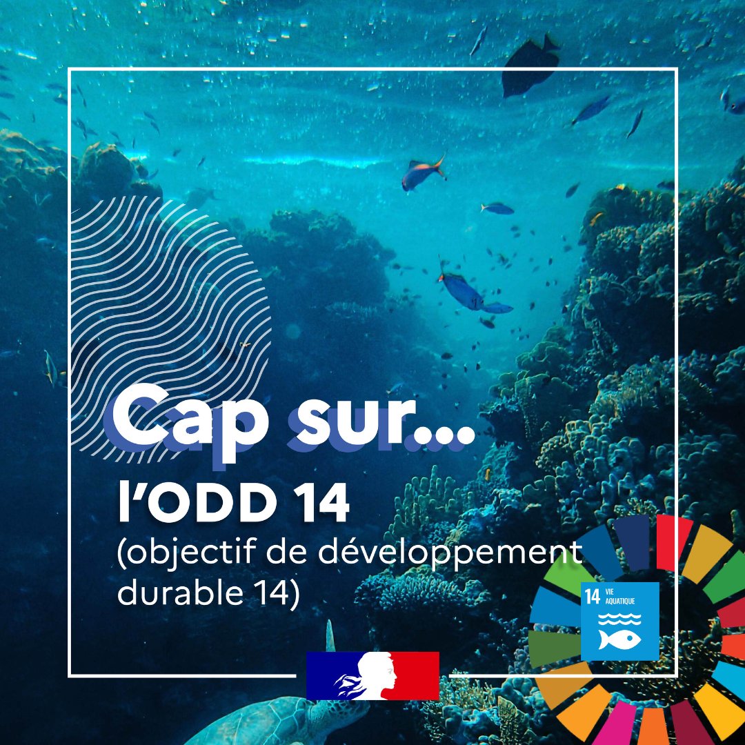 MerGouv's tweet photo. Contribuer à atteindre les #ODD (Objectifs de Développement durable), y compris l'ODD 14 sur la vie aquatique, c'est contribuer à sauver notre océan et sa biodiversité 🐟🌊
👉Redécouvrez nos vignettes pour mieux comprendre l' #ODD14 🇺🇳
@UNEP_Francais #ObjectifsMondiaux https://t.co/B6wxsrQvZg